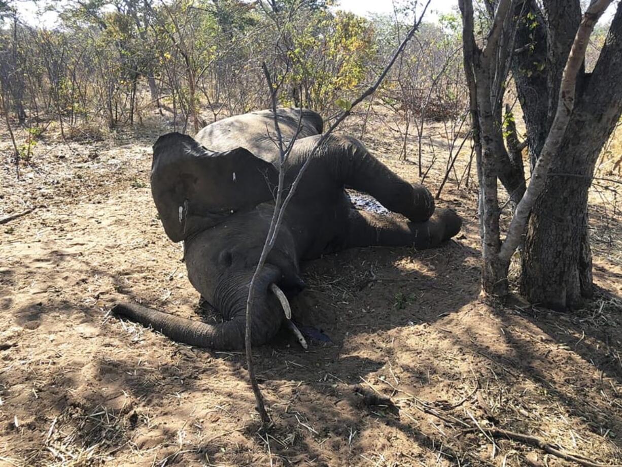 A dead elephant is seen in Hwange National park, Zimbabwe, Saturday, Aug. 29, 2020. A spokesman for Zimbabwe&#039;s national parks said on Wednesday, Sept. 2 the number of elephants dying in the country&#039;s west from a suspected bacterial infection, possibly from eating poisonous plants, has risen to 22 and more deaths are expected.