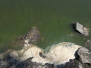 Streaks of blue-green algae are visible at Vancouver Lake last summer. Clark County Public Health again placed a warning to avoid water contact at Vancouver Lake in August.