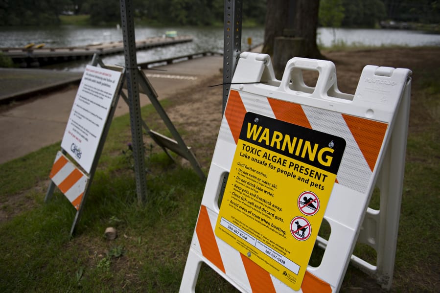 Blue-green algae blooms have plagued Lacamas Lake this summer.