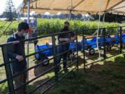 Caden Reed, 16, left, helps Jeff Walton, right, as they set up the farm for customers at Waltons Farms in Camas on Oct. 9. The pumpkin patch and corn maze opened at the beginning of the month for the fall season.