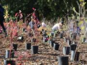 The Watershed Alliance of Southwest Washington hosted a tree-planting event in 2023 for Make a Difference Day with separately marked planting areas for each individual or household.