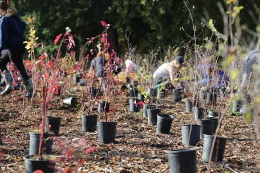 The Watershed Alliance of Southwest Washington hosted a tree-planting event in 2023 for Make a Difference Day with separately marked planting areas for each individual or household.