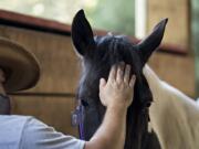 U.S. Army combat veteran Jon Steinmann spends a quiet moment bonding with Windhaven Therapeutic Riding horse Belle in La Center.