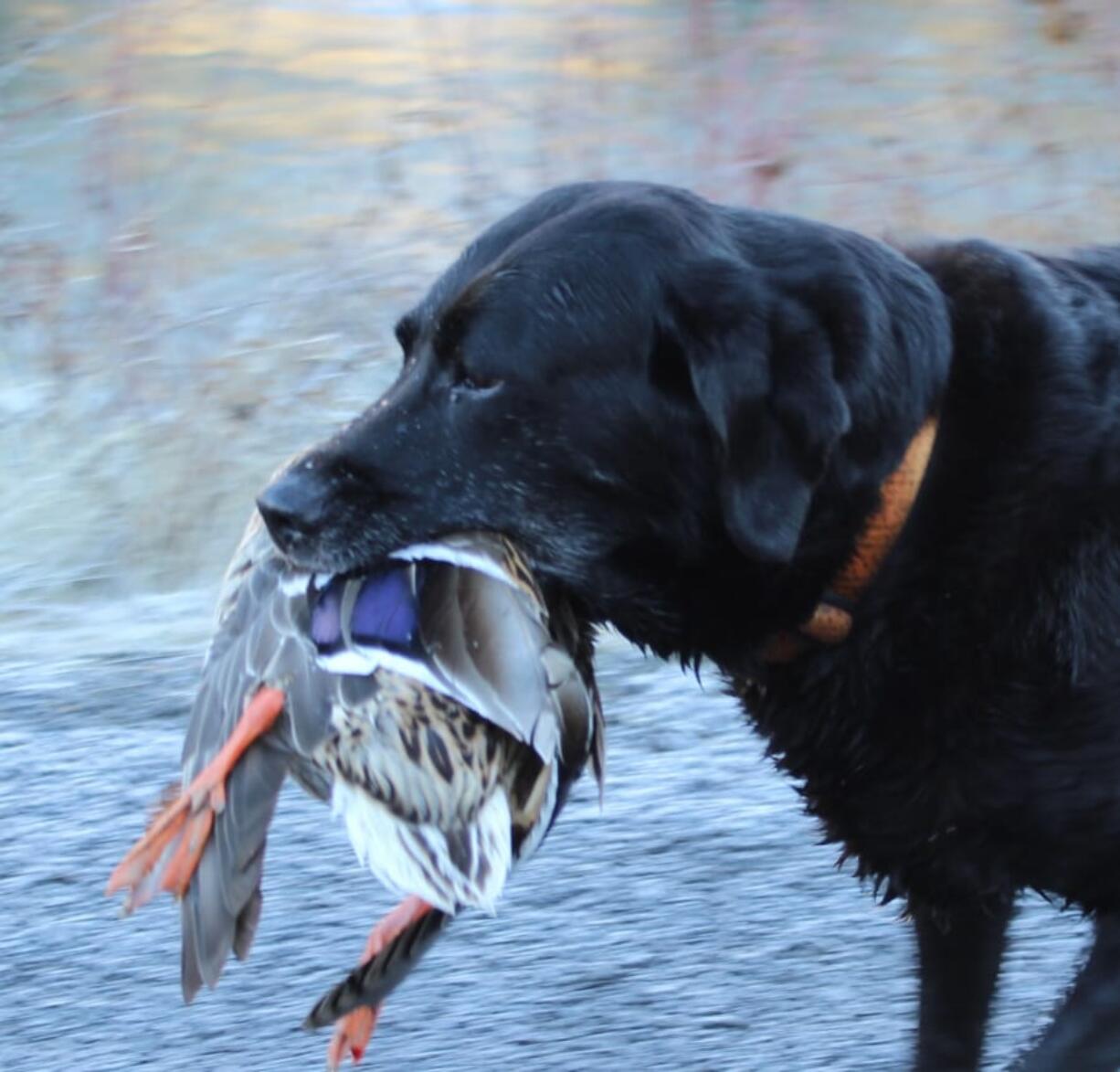 The dogs are getting excited, as are local waterfowl hunters, for the duck and goose seasons open this Saturday. Local public marshes look pretty good going into the season.