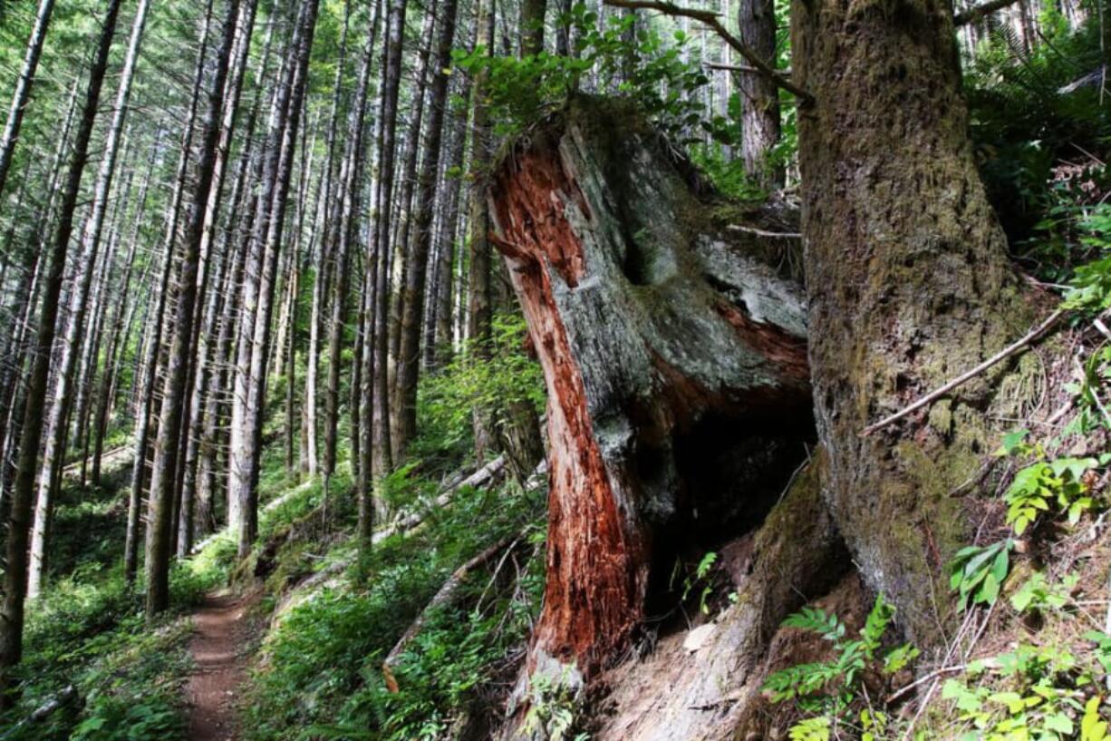 The Storey Burn Trail runs through the Tillamook State Forest in Oregon&#039;s Coast Range, near the start of the original Tillamook Burn fire in 1933.