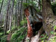 The Storey Burn Trail runs through the Tillamook State Forest in Oregon&#039;s Coast Range, near the start of the original Tillamook Burn fire in 1933.