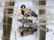 A pair of geese preen their feathers at the Steigerwald Lake National Wildlife Refuge at the western end of the Columbia River Gorge.