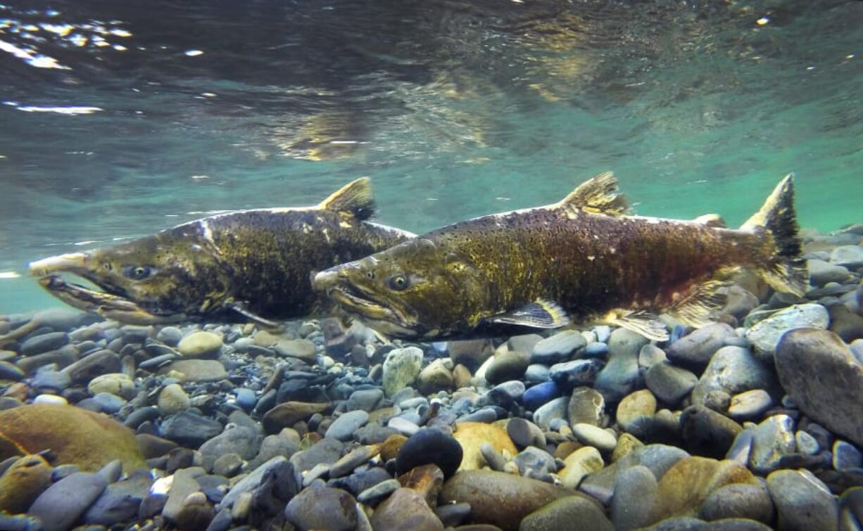 Tuesday, Sept. 22, 2020   Two Chinook on the Elwha River protecting their redd during the spawning season.