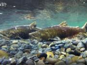 Tuesday, Sept. 22, 2020   Two Chinook on the Elwha River protecting their redd during the spawning season.