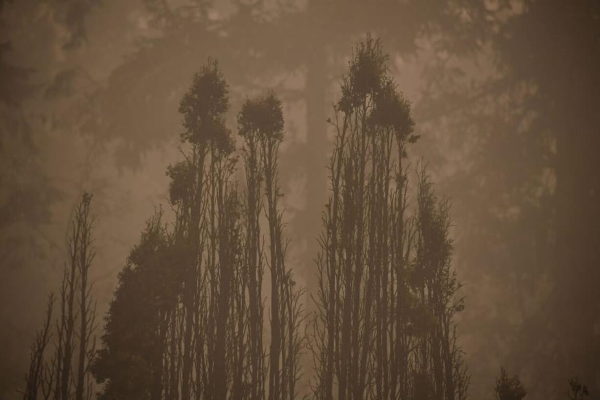 The skeletal silouhette of burnt trees are seen after a wildfire swept through an R.V. park destroying multiple homes in Estacada, Oregon on Sept. 12, 2020.