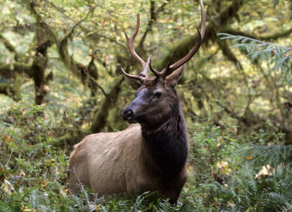 When elk hunting season in Western Washington opens on Nov. 7, hunters will find similar conditions to what they were last year.