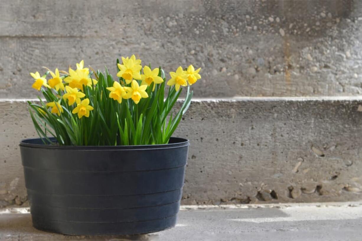 Plant bulbs now for colorful pots next spring.