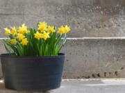 Plant bulbs now for colorful pots next spring.