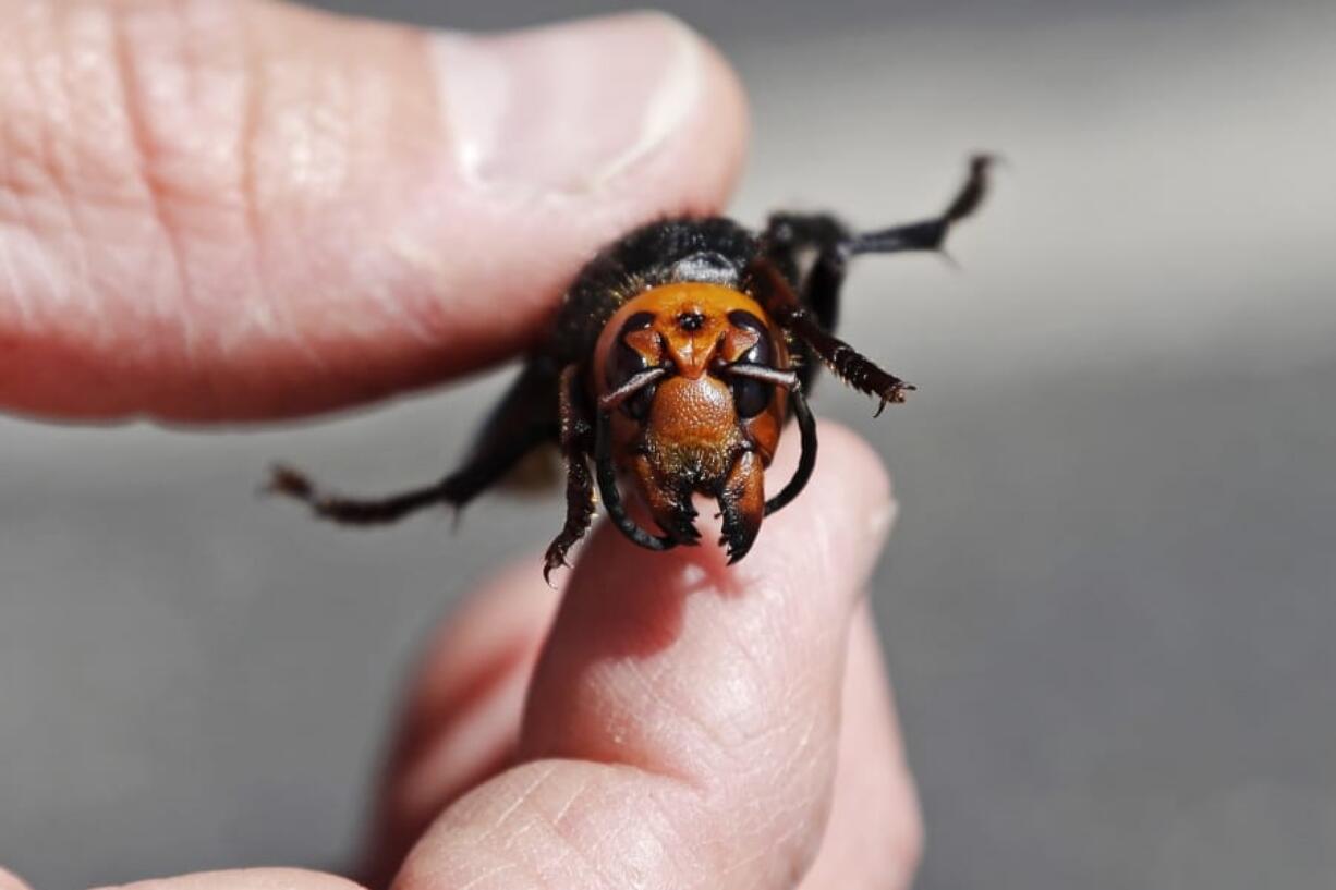 Washington State Department of Agriculture entomologist Chris Looney displays a dead Asian giant hornet, a sample brought in from Japan for research in Blaine, Wash. Washington state agriculture workers have trapped their first Asian giant hornet. The hornet was found July 14 in a bottle trap set north of Seattle near the Canadian border, and state entomologists confirmed its identity Wednesday, July 29, 2020.