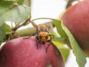 In this Oct. 7, 2020, photo provided by the Washington State Department of Agriculture, a live Asian giant hornet with a tracking device affixed to it sits on an apple in a tree where it was placed, near Blaine, Wash. Washington state officials say they were again unsuccessful at live-tracking an Asian giant hornet while trying to find and destroy a nest of the so-called murder hornets. The Washington State Department of Agriculture said Monday, Oct. 12, 2020, that an entomologist used dental floss to tie a tracking device on a female hornet, only to lose signs of her when she went into the forest.