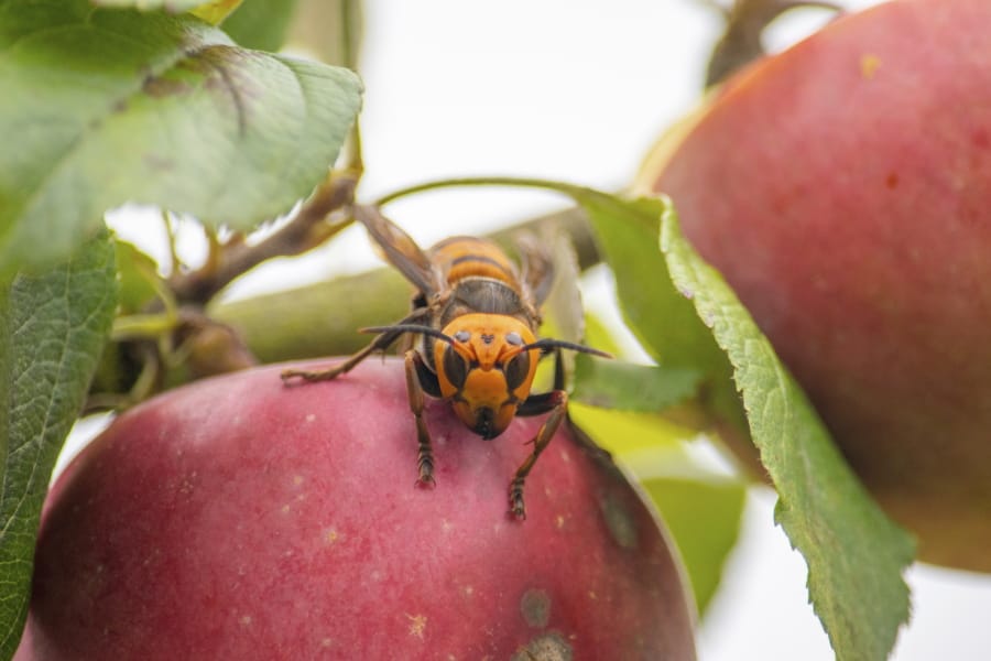 In this Oct. 7, 2020, photo provided by the Washington State Department of Agriculture, a live Asian giant hornet with a tracking device affixed to it sits on an apple in a tree where it was placed, near Blaine, Wash. Washington state officials say they were again unsuccessful at live-tracking an Asian giant hornet while trying to find and destroy a nest of the so-called murder hornets. The Washington State Department of Agriculture said Monday, Oct. 12, 2020, that an entomologist used dental floss to tie a tracking device on a female hornet, only to lose signs of her when she went into the forest.