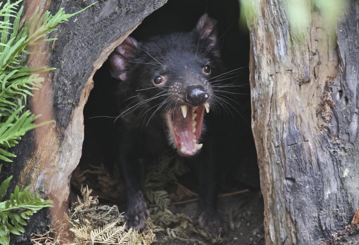 Big John the Tasmanian devil growls from the confines of his tree house as he makes his first appearance at the Wild Life Sydney Zoo in Sydney.