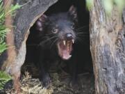 Big John the Tasmanian devil growls from the confines of his tree house as he makes his first appearance at the Wild Life Sydney Zoo in Sydney.