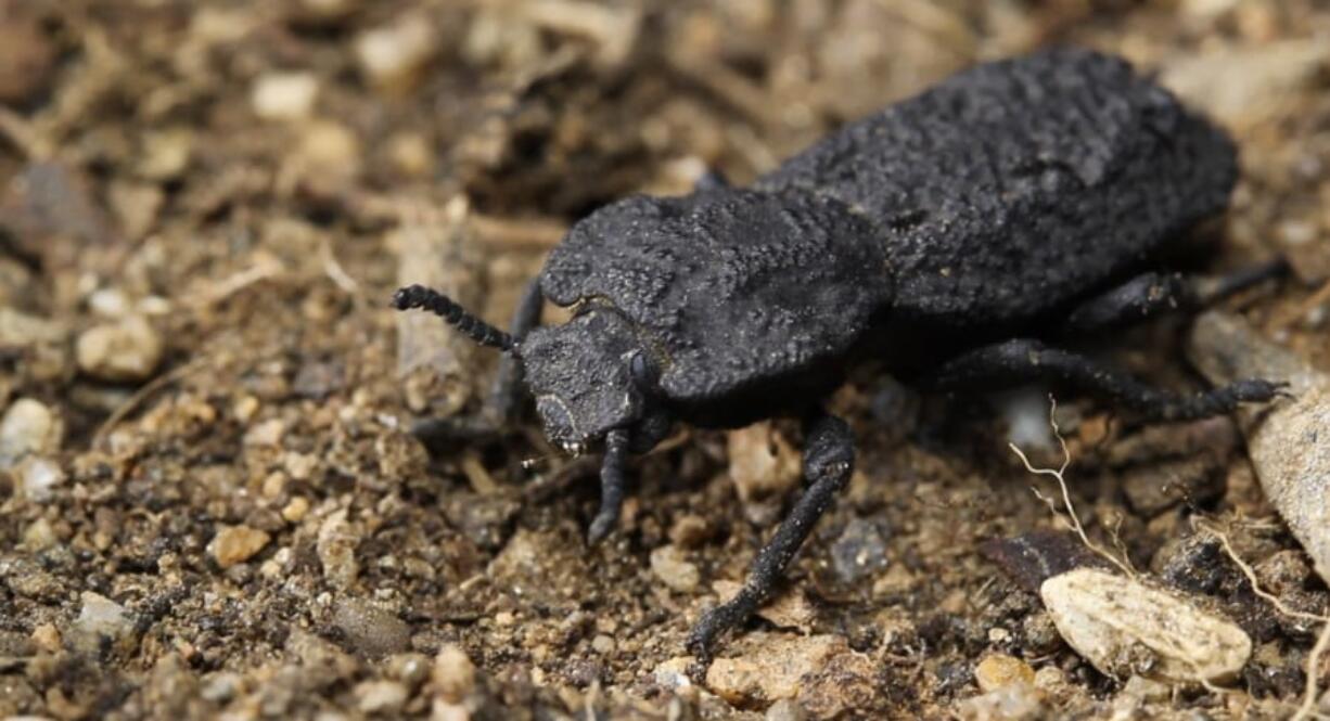 The diabolical ironclad beetles can withstand being crushed by forces almost 40,000 times their body weight and are native to desert habitats in Southern California.