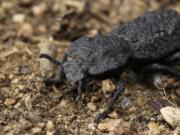 The diabolical ironclad beetles can withstand being crushed by forces almost 40,000 times their body weight and are native to desert habitats in Southern California.