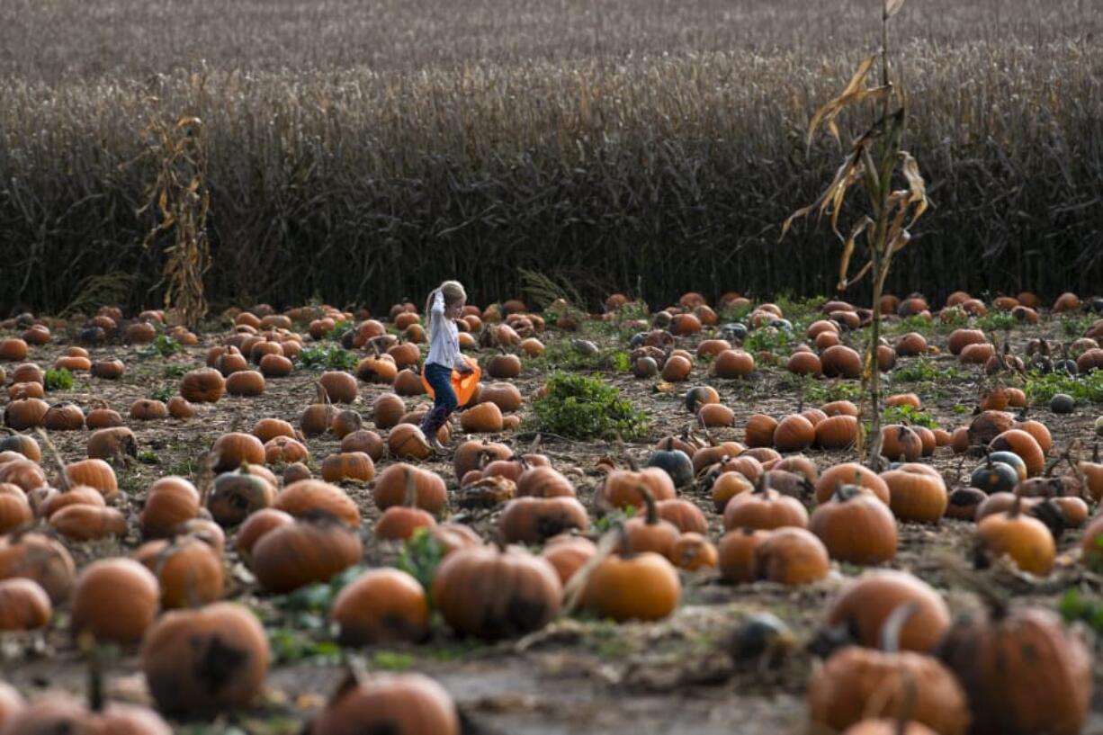 Ellsworth Elementary School kindergartner Sarah Williams runs through the pumpkin patch during a school field trip to Bi-Zi Farms in Vancouver last year.