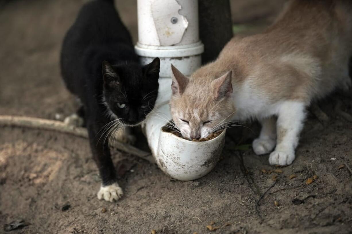 Cats eat from a food dispenser filled up by volunteers from Animal Heart Protectors on Furtada Island.