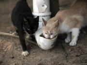 Cats eat from a food dispenser filled up by volunteers from Animal Heart Protectors on Furtada Island.