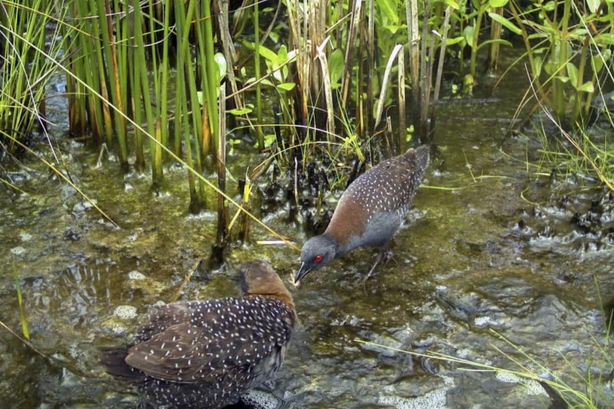 In this June 2017 photo taken in the ACE Basin region of South Carolina and provided by the South Carolina Department of Natural Resources, a male black rail offers an insect to a female as part of their courtship behaviors. The U.S. Fish and Wildlife Service declared the Eastern black rail a threatened species on Wednesday, Oct. 7, 2020, but stopped short of the stronger protections some environmentalists were seeking for the elusive bird now imperiled by habitat destruction, sea level rise, and the increasing frequency and intensity of storms with climate change.