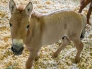 This Sept. 1, 2020 photo provided by San Diego Zoo Global shows Kurt, a tiny horse who is actually a clone. Little Kurt looks like any other baby horse as he frolics playfully in his pen. But the 2-month-old, dun-colored colt was created by fusing cells taken from an endangered Przewalski&#039;s horse at the San Diego Zoo in 1980. The cells were infused with an egg from a domestic horse that gave birth to Kurt two months ago. The baby boy was named for Kurt Benirschke, a founder of the San Diego Zoo&#039;s Frozen Zoo, where thousands of cell cultures are stored. Scientists hope he&#039;ll help restore the Przewalski&#039;s population, which numbers only about 2,000.