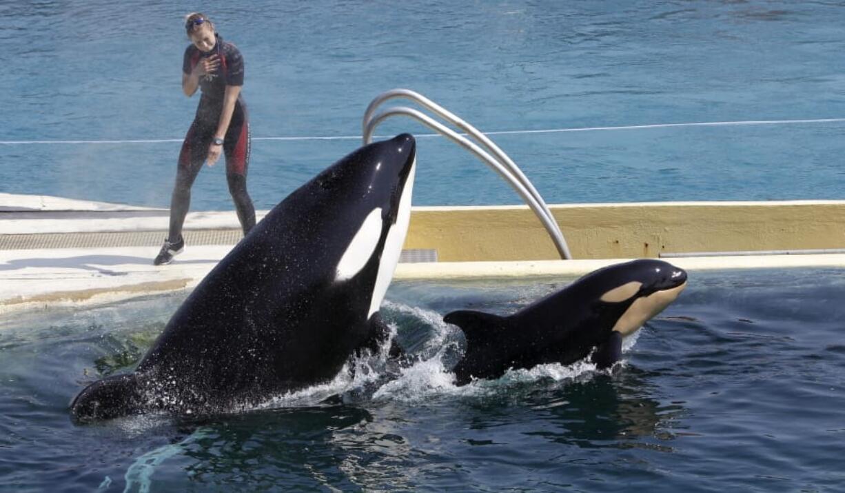 FILE - In this April 18, 2011 file photo, killer whale &quot;Wikie&quot;, jumps with its baby, a female born one month ago at the Marineland aquatic park in Antibes, southeastern France.