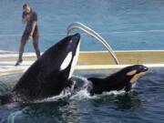 FILE - In this April 18, 2011 file photo, killer whale &quot;Wikie&quot;, jumps with its baby, a female born one month ago at the Marineland aquatic park in Antibes, southeastern France.