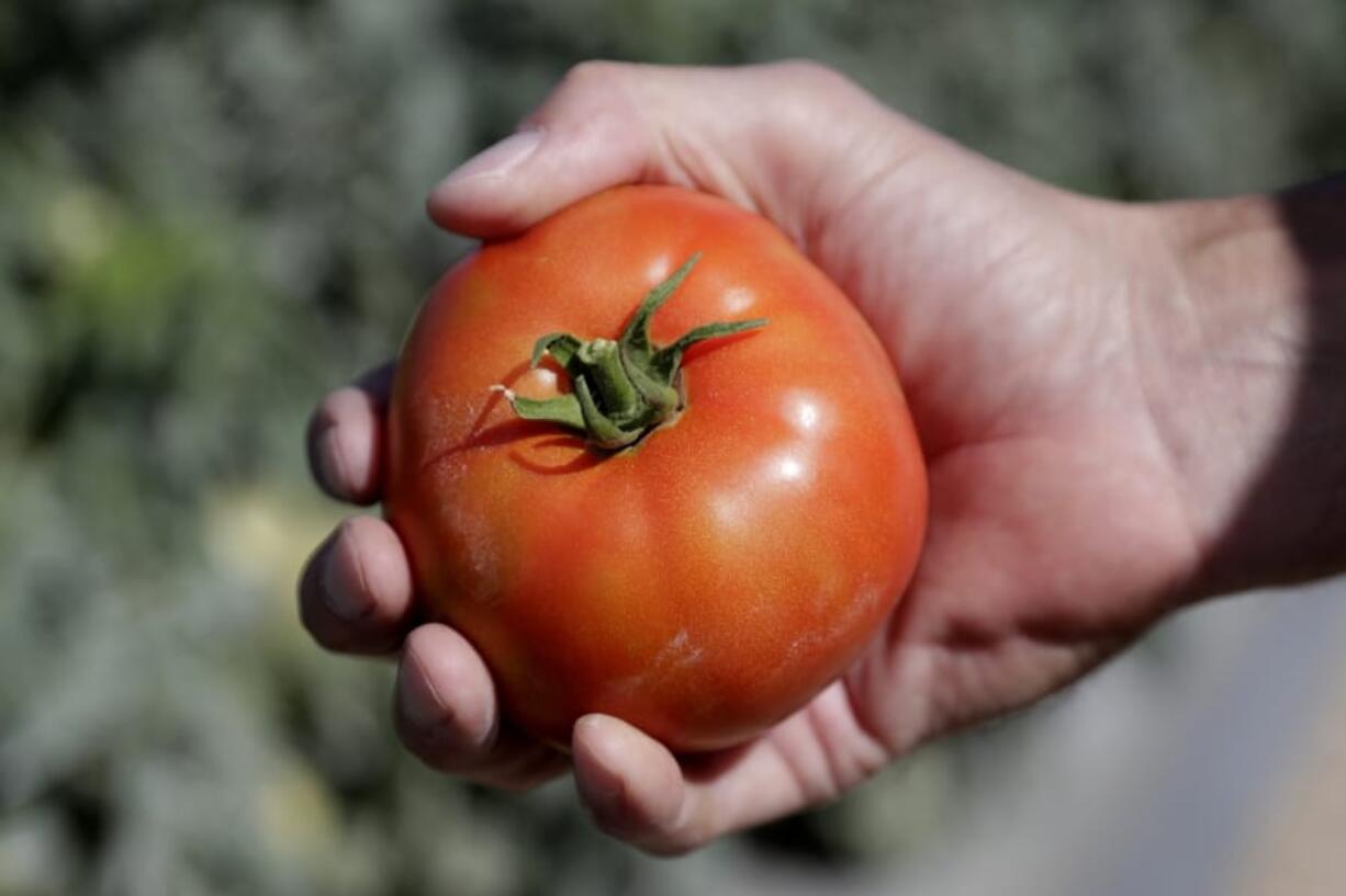 FILE - In this March 28, 2020, file photo, DiMare farm manager Jim Husk holds a ripe tomato, in Homestead, Fla. Tomatoes and turnips are among the winners for US seed company sales. In the year of the new coronavirus and new gardeners in droves trying to grow their own vegetables, tomatoes are still king. And in a twist, the respect-seeking turnip actually turned some heads.