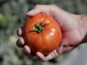 FILE - In this March 28, 2020, file photo, DiMare farm manager Jim Husk holds a ripe tomato, in Homestead, Fla. Tomatoes and turnips are among the winners for US seed company sales. In the year of the new coronavirus and new gardeners in droves trying to grow their own vegetables, tomatoes are still king. And in a twist, the respect-seeking turnip actually turned some heads.