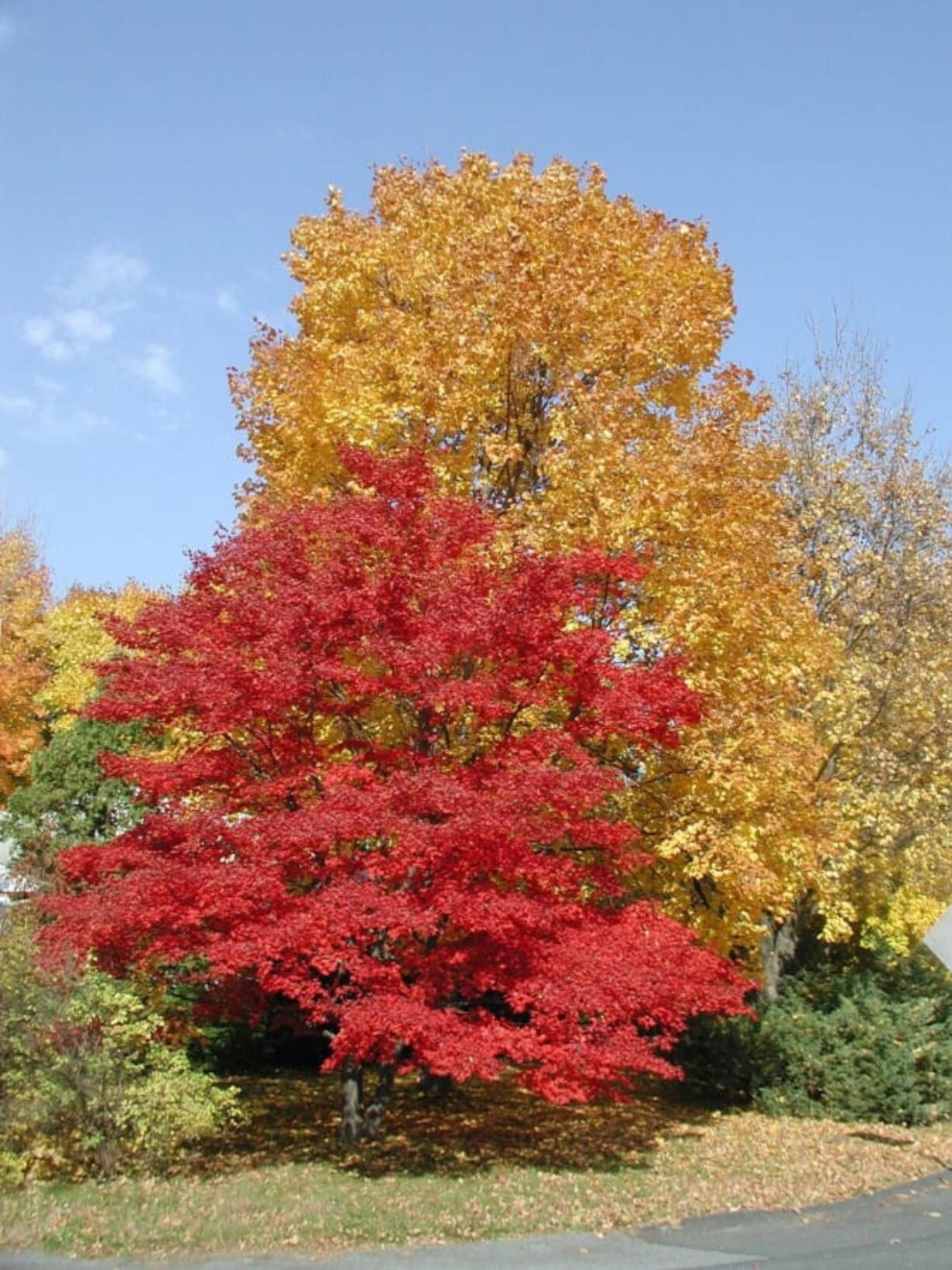 Japanese and sugar maple trees in Bryn Mawr, Pa. Trees benefit our planet in so many ways, as well as providing beauty, food and shade.