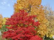 Japanese and sugar maple trees in Bryn Mawr, Pa. Trees benefit our planet in so many ways, as well as providing beauty, food and shade.