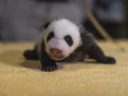 This handout photo released by the Smithsonian&#039;s National Zoo shows a new 6-week old, still-unnamed, baby boy panda, born Aug. 21, 2020 at the zoo.