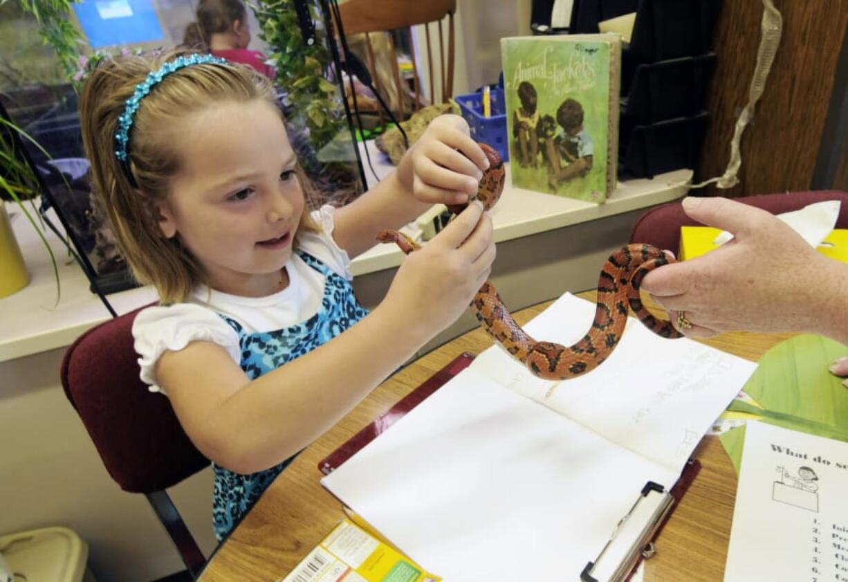 FILE - In this Sept. 11, 2012, file photo, Hailey Fink gets acquainted with a corn snake in the first grade classroom of Dawn Slinger in Farmington, Minn. Corn snakes are great for beginners. Native to the U.S., they&#039;re suited to our environment.