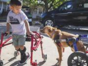 This image released by CBS All Access shows Ace Ruelas-Jimenez, left, with dog Frances in a scene from the episode &quot;A Discount Service Dog&quot; on the new original docuseries &quot;That Animal Rescue Show,&quot; launching on Thursday, Oct. 29.