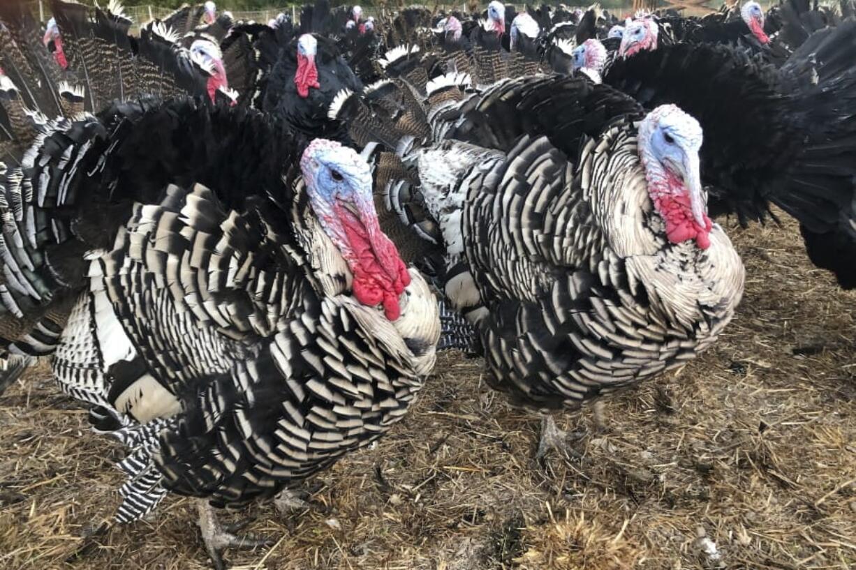 Turkeys are shown in a pen at Root Down Farm in Pescadero, Calif., Wednesday, Oct. 21, 2020. Many turkey farmers are worried their biggest birds won&#039;t end up on Thanksgiving tables. Due to the ongoing coronavirus pandemic and restrictions on large gatherings, the traditional Thanksgiving feast is being downsized. Fewer people at Thanksgiving tables means many families will buy smaller turkeys, or none at all.