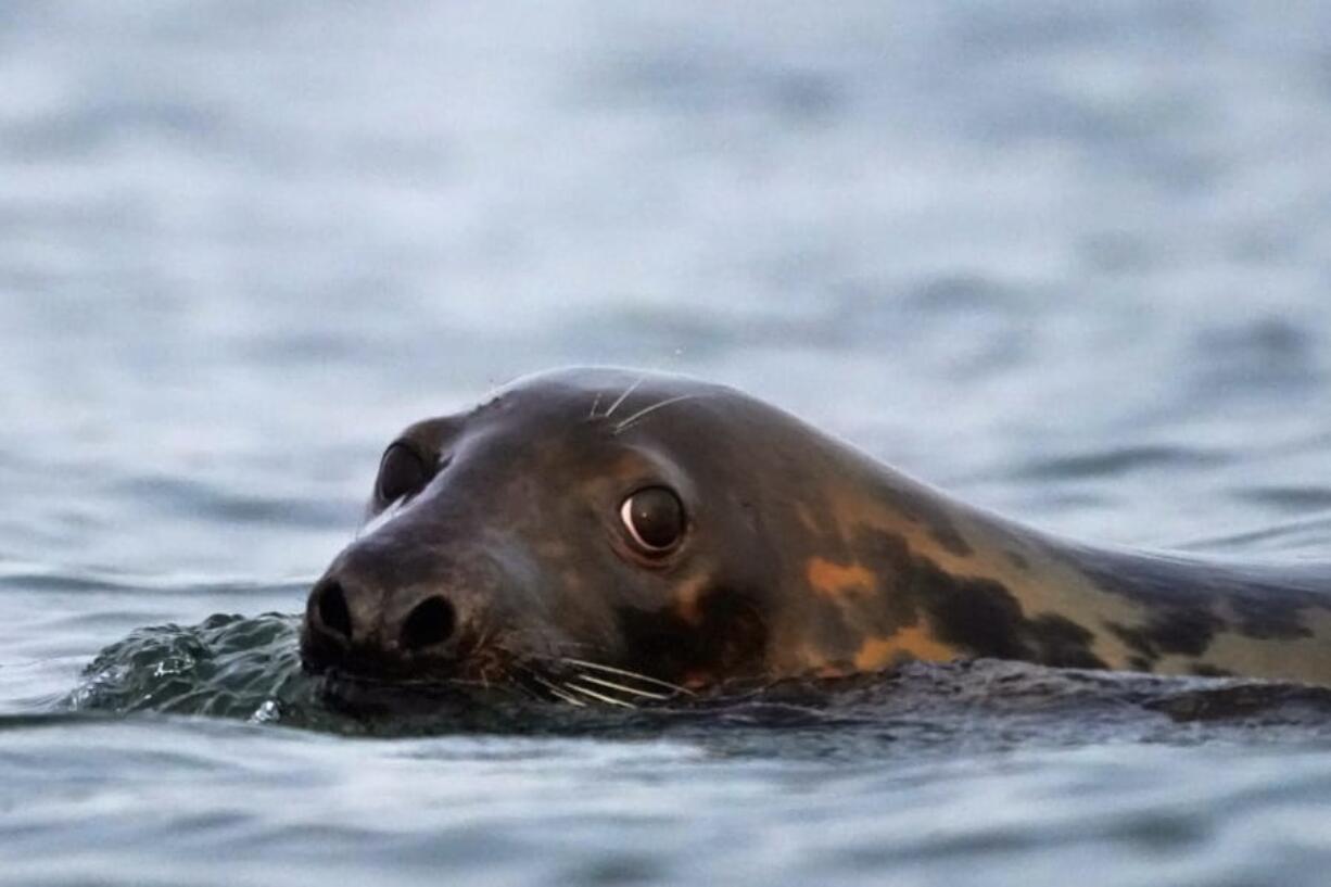 A grey seal swims in Casco Bay, Tuesday, Sept. 15, 2020, off Portland, Maine. Seals, especially grey seals, are being blamed for attracting sharks and for stealing from commercial fishermen. Critics say the increased seal population will hurt the economy and scare off tourists. (AP Photo/Robert F.