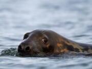 A grey seal swims in Casco Bay, Tuesday, Sept. 15, 2020, off Portland, Maine. Seals, especially grey seals, are being blamed for attracting sharks and for stealing from commercial fishermen. Critics say the increased seal population will hurt the economy and scare off tourists. (AP Photo/Robert F.