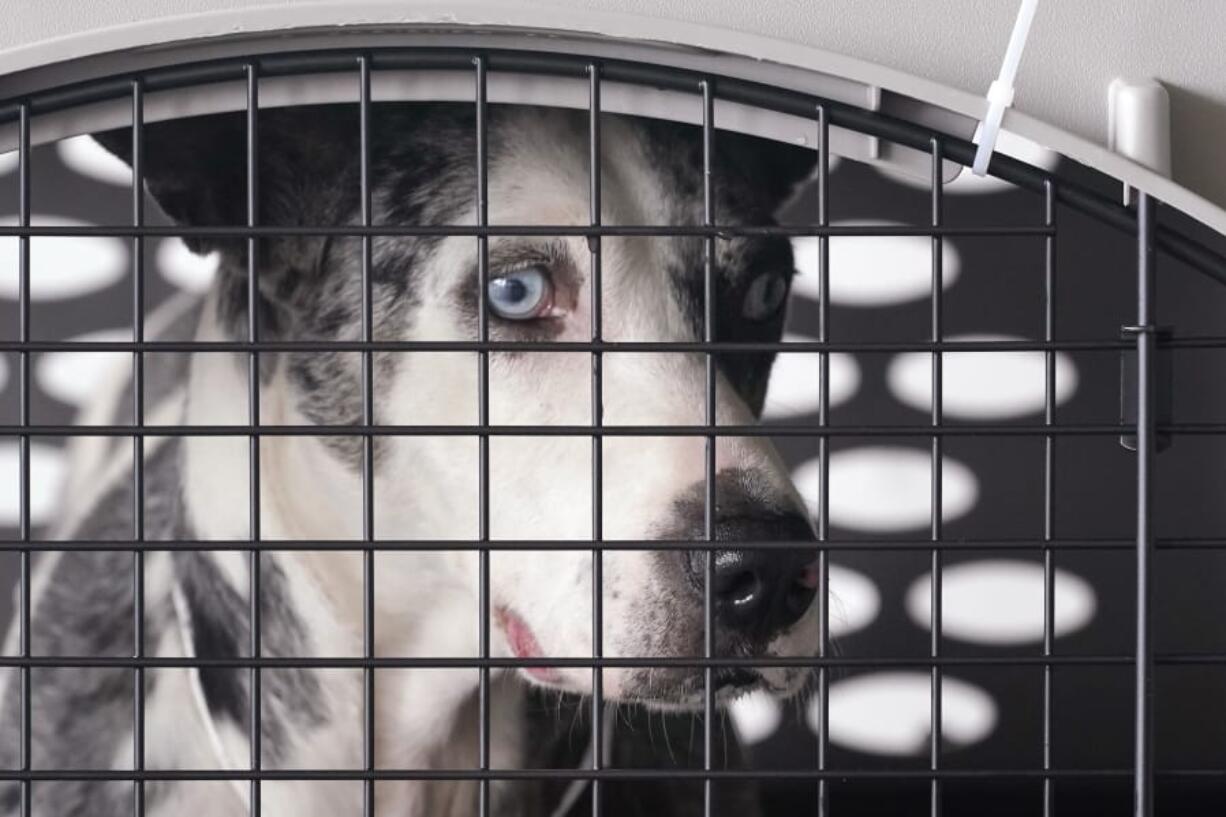 A dog peers out from a kennel after the landing of a &quot;Paws Across the Pacific&quot; pet rescue flight Thursday, Oct. 29, 2020, in Seattle. Volunteer organizations flew more than 600 dogs and cats from shelters across Hawaii to the U.S. mainland, calling it the largest pet rescue ever. The animals are being taken from overcrowded facilities in the islands to shelters in Washington state, Oregon, Idaho, and Montana.