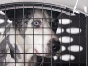 A dog peers out from a kennel after the landing of a &quot;Paws Across the Pacific&quot; pet rescue flight Thursday, Oct. 29, 2020, in Seattle. Volunteer organizations flew more than 600 dogs and cats from shelters across Hawaii to the U.S. mainland, calling it the largest pet rescue ever. The animals are being taken from overcrowded facilities in the islands to shelters in Washington state, Oregon, Idaho, and Montana.