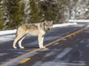 This Nov. 7, 2017, photo released by the National Park Service shows a wolf in the road near Artist Paintpots in Yellowstone National Park, Wyo. Wolves have repopulated the mountains and forests of the American West with remarkable speed since their reintroduction 25 years ago, expanding to more than 300 packs in six states. (Jacob W.