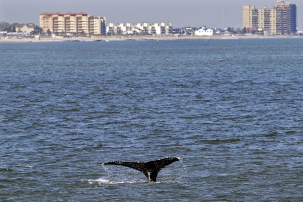 An adolescent Humpback whale designated &quot;Whale 0140,&quot; identified through patterns on the whale&#039;s fluke, is seen from the vessel American Princess during a cruise offered by Gotham Whale, as the cetacean is spotted off the northern New Jersey coast line Wednesday, Sept. 23, 2020. According to Paul Sieswerda, President and CEO of Gotham Whale, sightings are up nearly a hundred fold from just a decade ago, with an abundance of menhaden seemingly driving the whale resurgence.