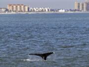 An adolescent Humpback whale designated &quot;Whale 0140,&quot; identified through patterns on the whale&#039;s fluke, is seen from the vessel American Princess during a cruise offered by Gotham Whale, as the cetacean is spotted off the northern New Jersey coast line Wednesday, Sept. 23, 2020. According to Paul Sieswerda, President and CEO of Gotham Whale, sightings are up nearly a hundred fold from just a decade ago, with an abundance of menhaden seemingly driving the whale resurgence.