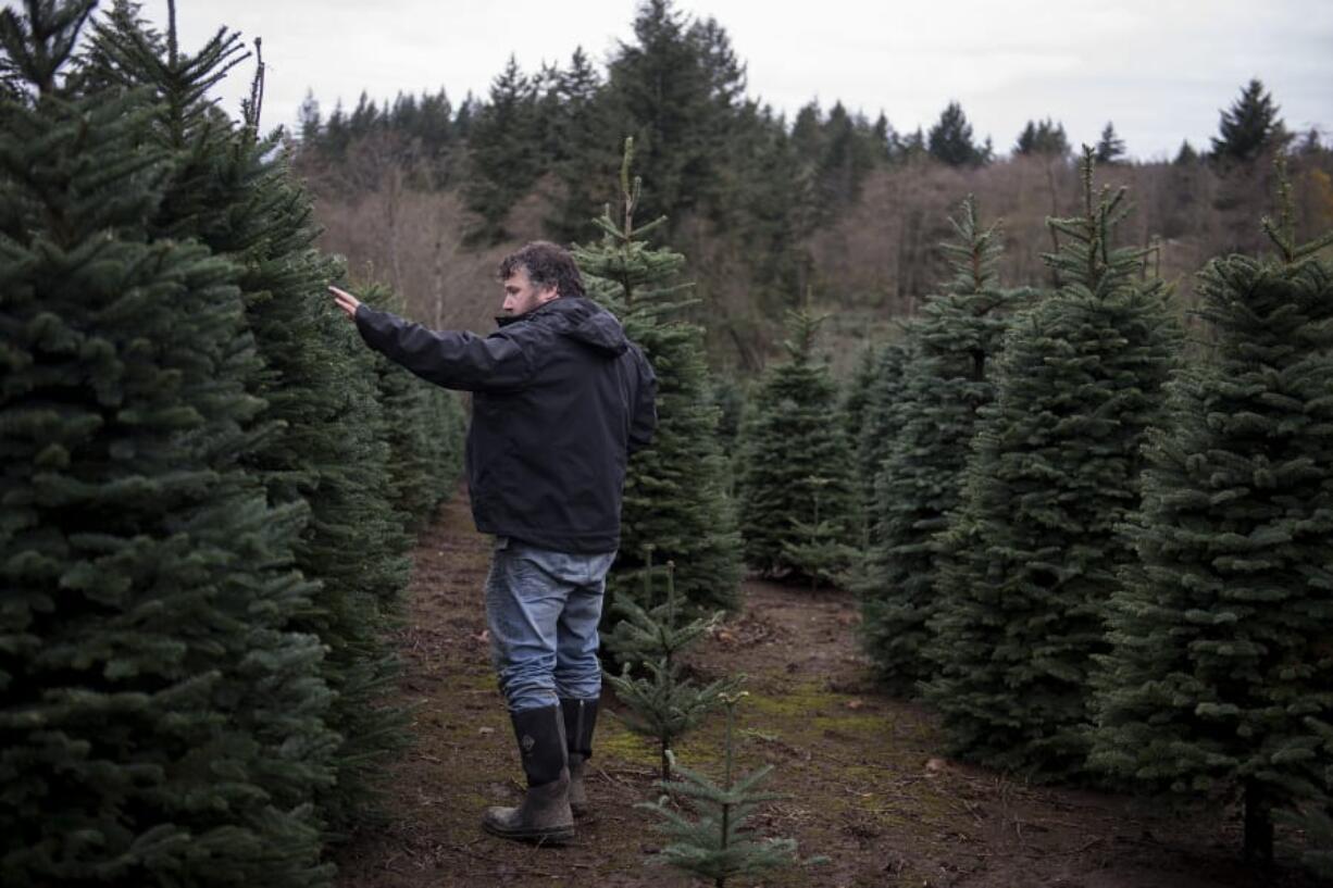 Eric Klopman of Klopman Farms walks through rows of noble firs while gearing up for Christmas tree season in Washougal. Tree farms are mostly outdoor operations, so it&#039;s relatively straightforward to add COVID-19 safety measures.