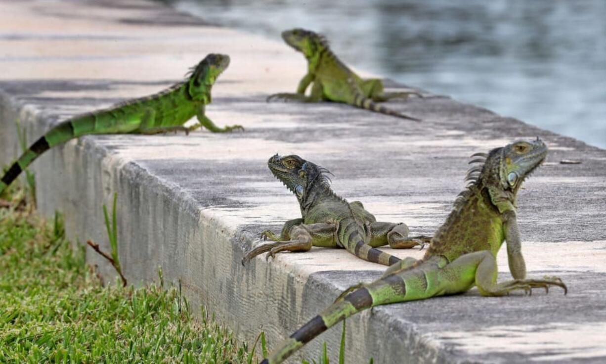 Iguanas gather on the seawall in the Three Islands neighborhood of Hallandale Beach, Fla. Invasive green iguanas are infesting South Florida, knocking out power, wrecking gardens, weakening sea walls, getting into plumbing and attics, defecating in pools and causing parasites in pets. They also carry salmonella and botulism.