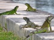 Iguanas gather on the seawall in the Three Islands neighborhood of Hallandale Beach, Fla. Invasive green iguanas are infesting South Florida, knocking out power, wrecking gardens, weakening sea walls, getting into plumbing and attics, defecating in pools and causing parasites in pets. They also carry salmonella and botulism.