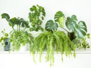 Popular house indoor plants monstera, pilea peperomioides, boston fern, maiden fern, english ivy will all thrive in humid bathroom.